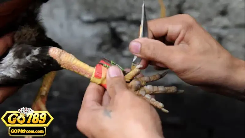 Luật chơi cơ bản cần biết