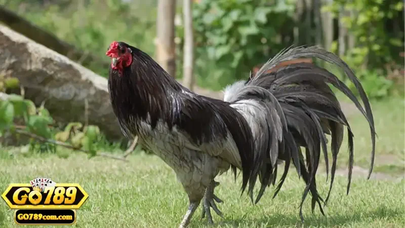 Các giống gà được ưa chuộng khi thi đấu