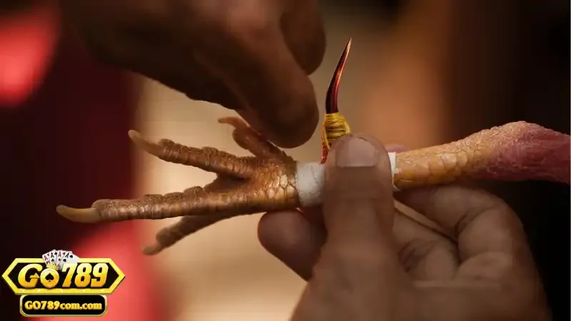 Khái niệm và hình thức chơi đá gà cựa dao