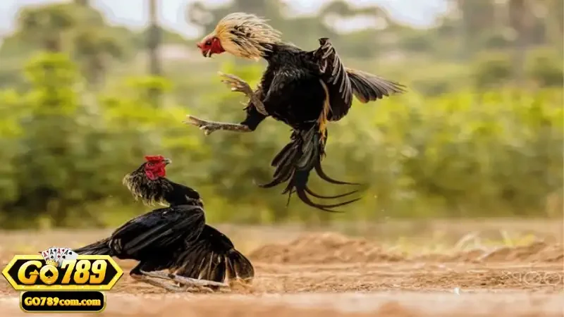 Hướng dẫn chọn chiến kê