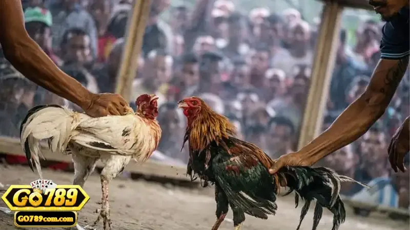 Các quy định thi đấu cụ thể trong trận đấu