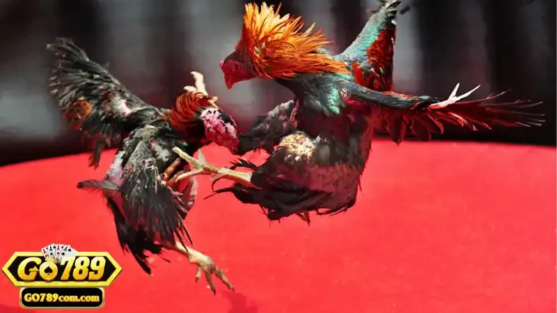 Giới thiệu và nguồn gốc của đá gà cúp C1