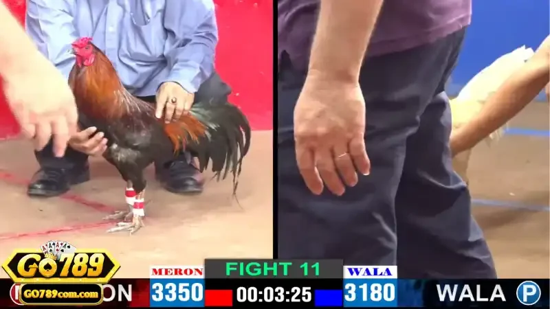 Những hình thức đá gà phổ biến tại Go789