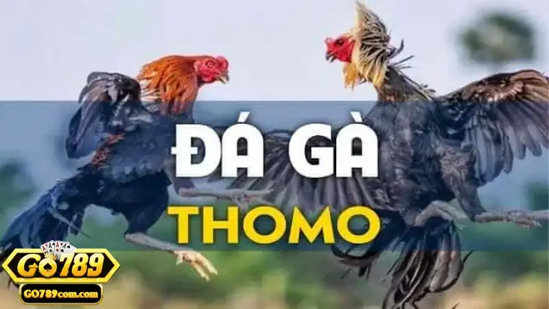 Các kỹ thuật thi đấu đặc sắc và chuyên nghiệp