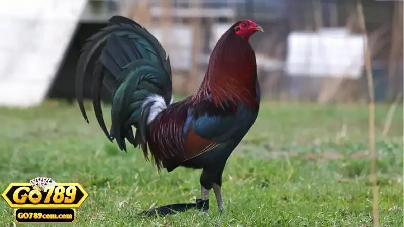 Một số giống gà được ưa chuộng
