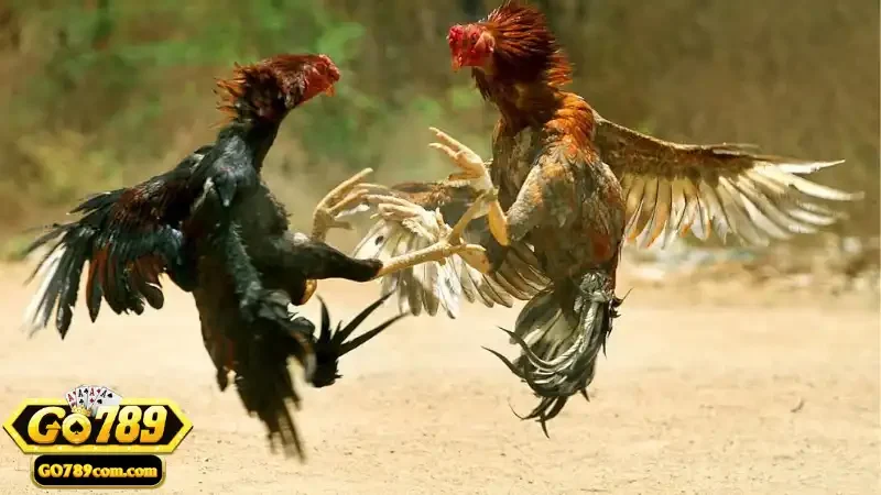 Giới thiệu sơ lược về hình thức cược đá gà Thomo